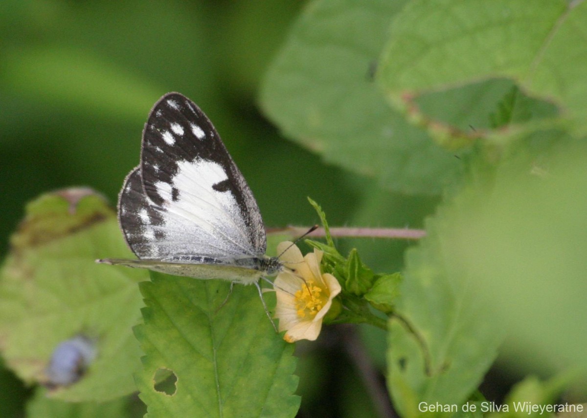 Colotis amata Fabricius, 1775